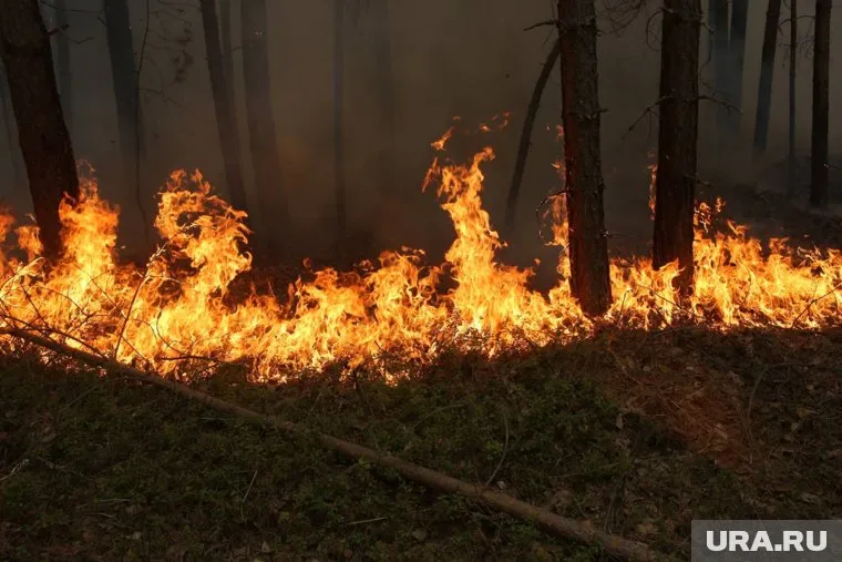 Огонь повредил 6 млн гектаров леса