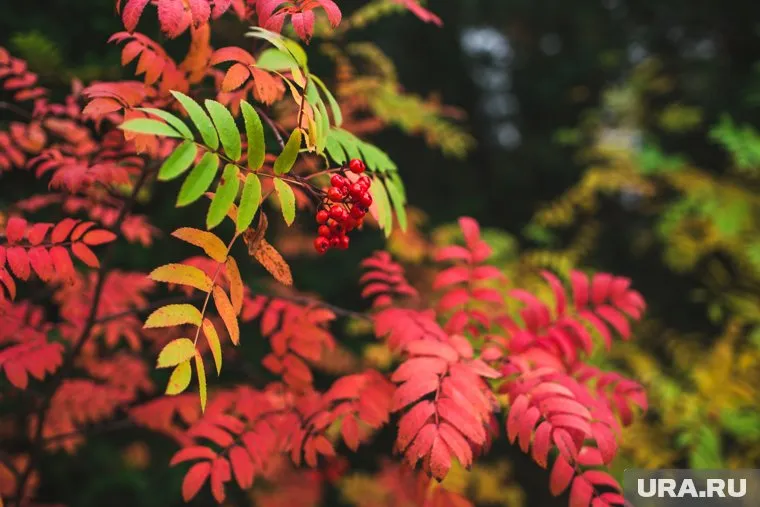 Осень опоздает на две недели