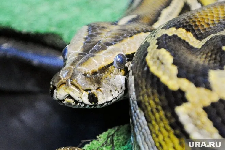 Большую змею встретили курганцы в 3 микрорайоне