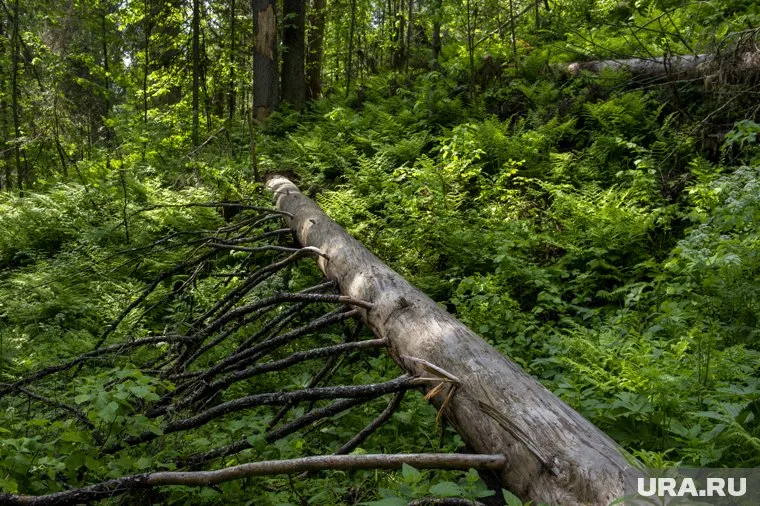 К 2035 году под Тюменью планируют построить квартал на 50 тыс. жителей