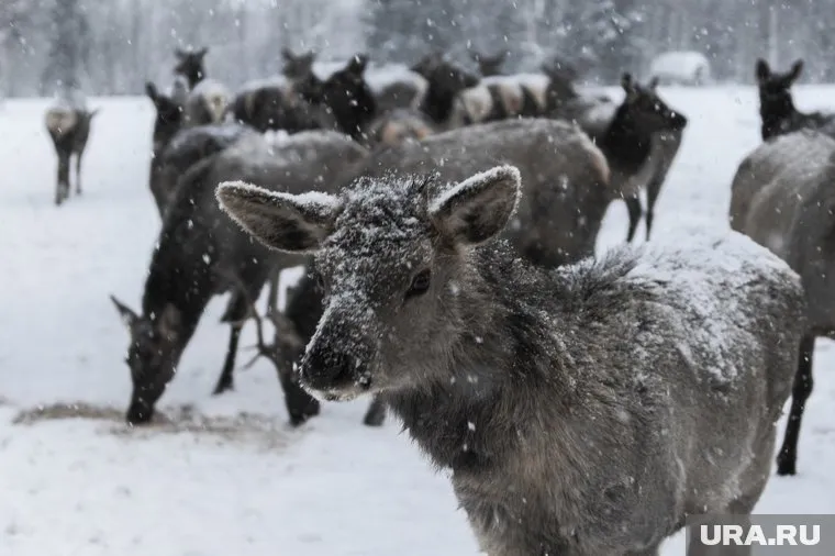 Олени начали переходить через трассы ЯНАО