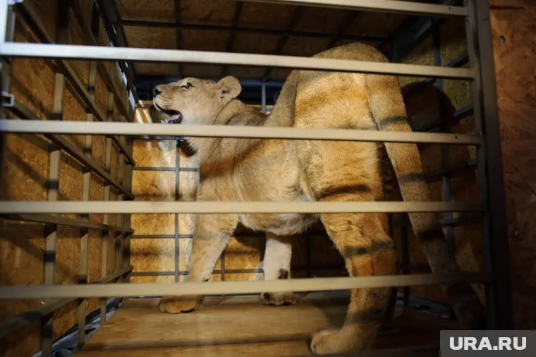 Животному хватило нескольких секунд, чтобы сломать ограждение