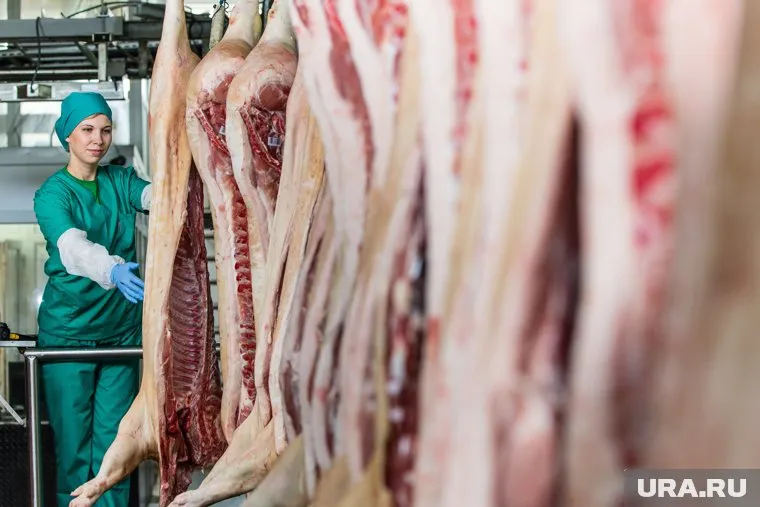 В Пермском свинокомплексе отключат электроэнергию за долги