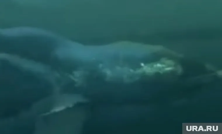 Акулу сымитировали с помощью компьютера