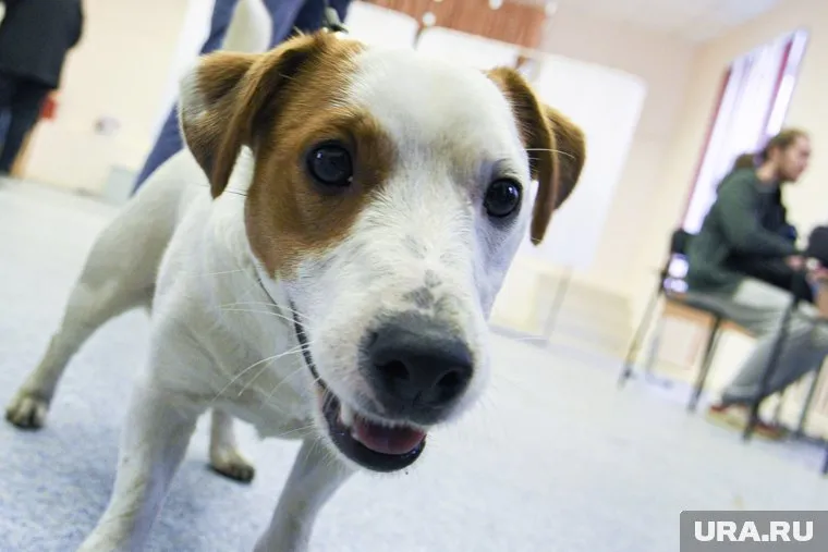 Занятия йогой с людьми щенкам помогут в социализации