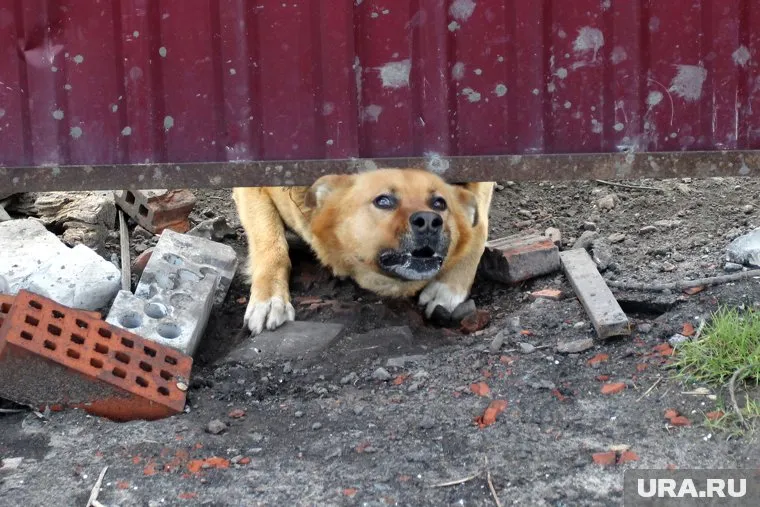 Домашний любимец терроризировал тюменскую семью