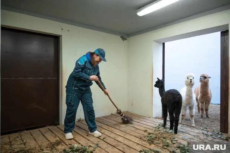 Работа в новом пермском зоопарке оказалась очень интересной и разнообразной