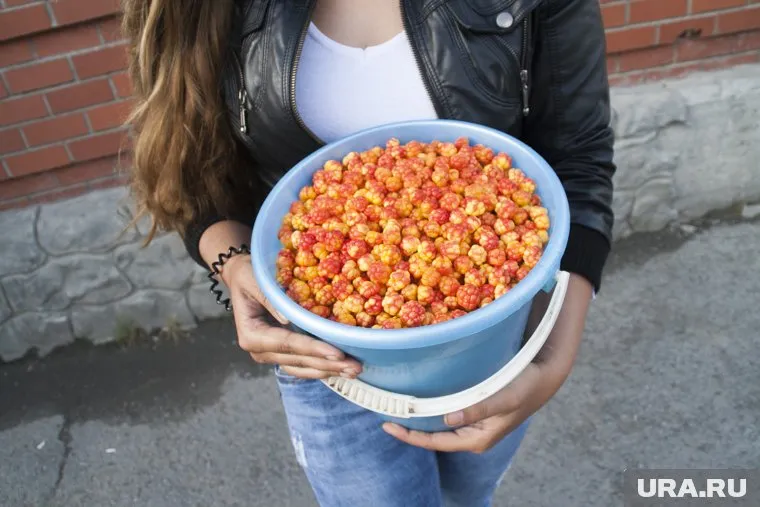 В ЯНАО начался сезон сбора морошки (фото из архива)