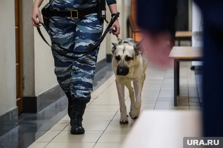 Силовики проверяют тюменские школы перед выборами президента РФ