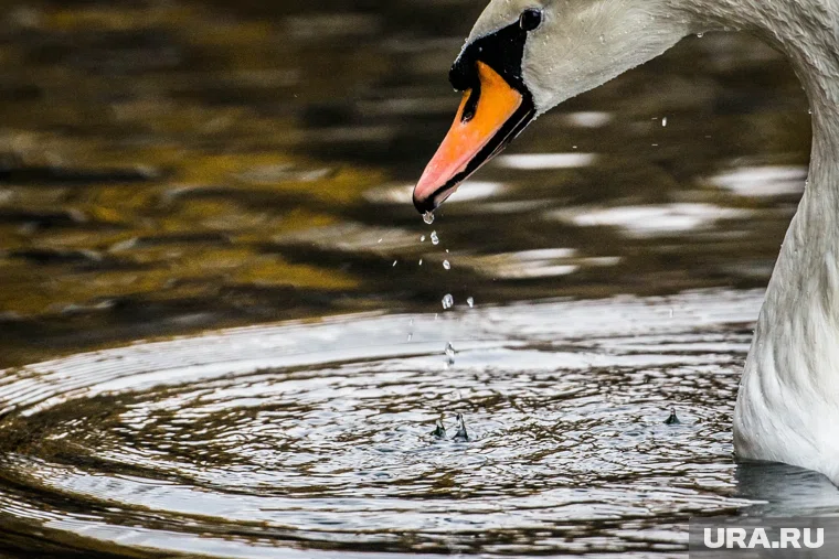 Ямальские спасатели помогли лебедю выбраться из ледяного плена 