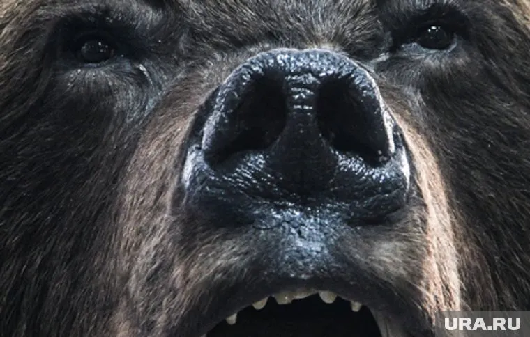 В ДТП никто кроме животного не пострадал