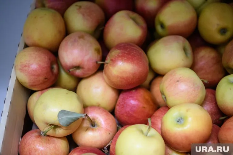 Пленников заставляли собирать яблоки