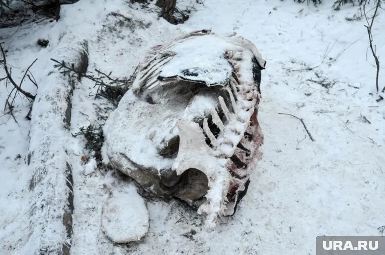 Труп коровы, болевшей туберкулезом, вывезли в ближайший лес