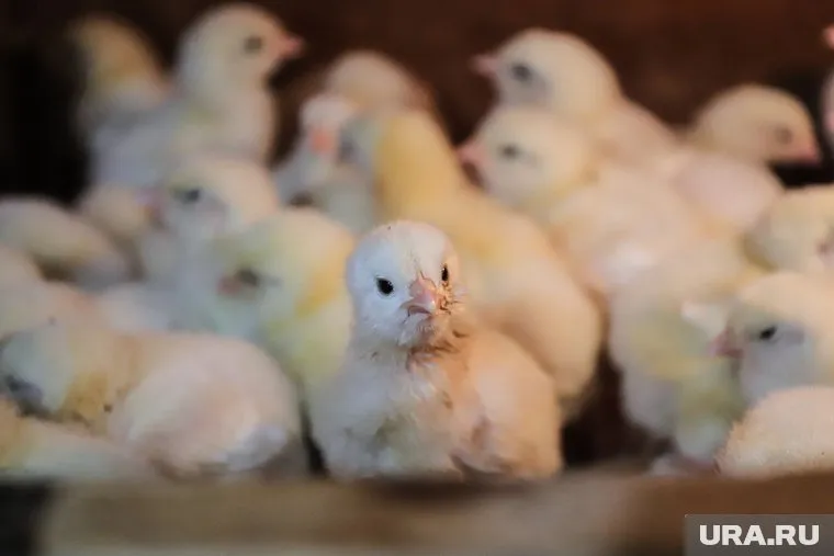 Инвестпроект «Черкизово» предполагает модернизацию птицеводства в Челябинской области