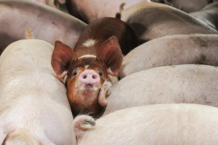 Агрофирма Ариант, мясокомбинат. Челябинск