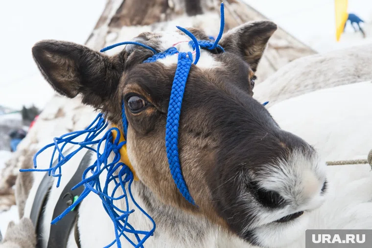 Более полумиллиона ямальских оленей привили ветеринары 
