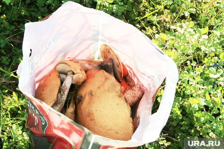 Курганцы раскрыли секретные места, где они набирают по нескольку ведер грибов