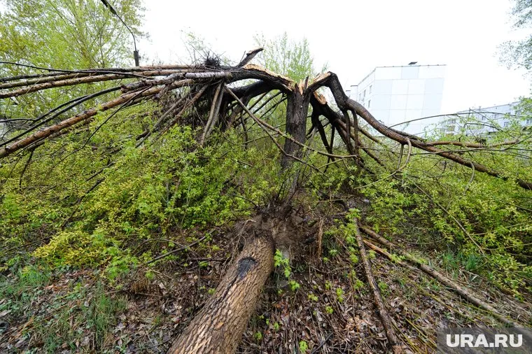В результате урагана в Москве повалены сотни деревьев (фото из архива)
