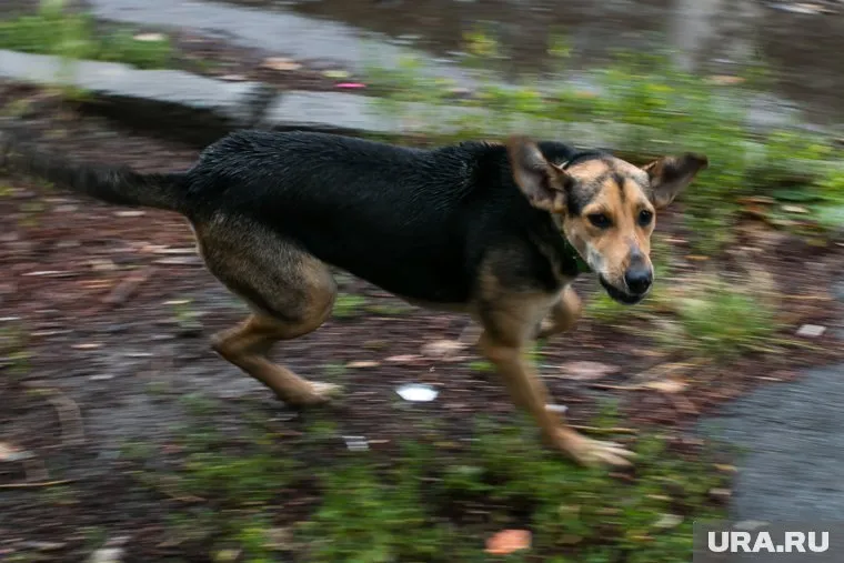 Отгонять собаку пришлось прохожим