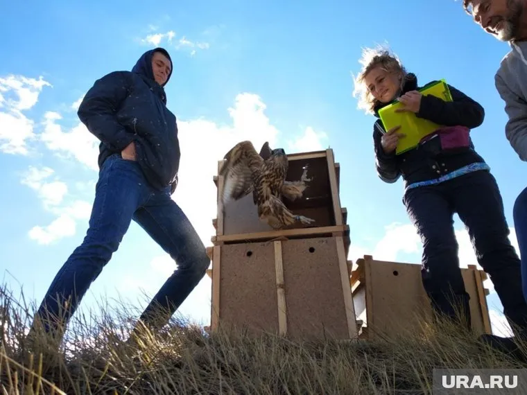 За все время работы центр выпустил на волю около 200 соколов