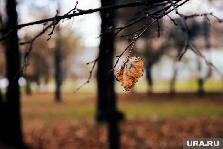 В течение месяца дневная температура с 12 градусов опустится до трех