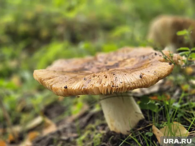 Грибник нашел оружие в лесах Курганской области