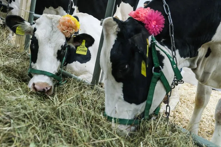 Михаил Мишустин посетил агропромышленную выставку "Золотая осень". Москва
