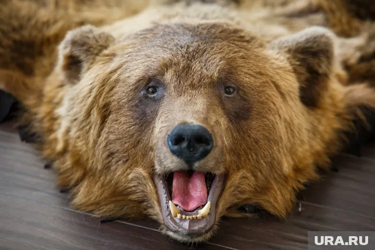 Медведь загнал югорского школьника на дерево