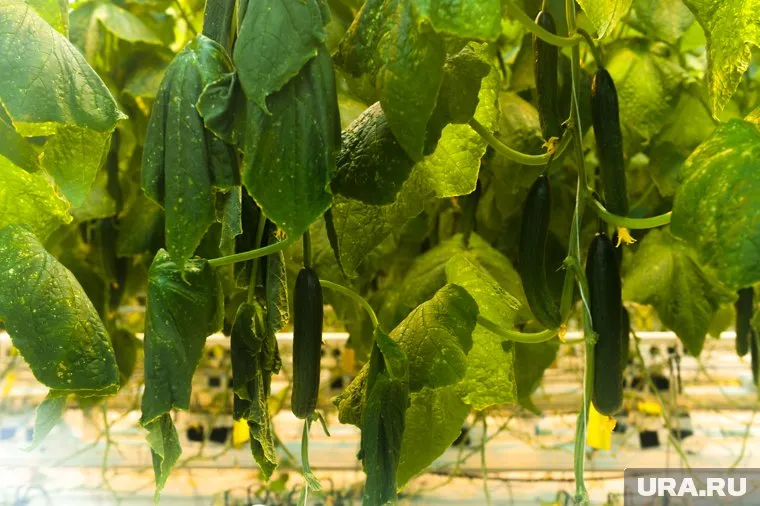 Огурцы по мере роста следует поливать по разному