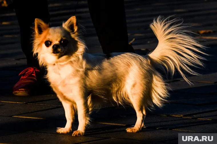 В Госдуме выступили с инициативой об обязательной маркировке домашних питомцев