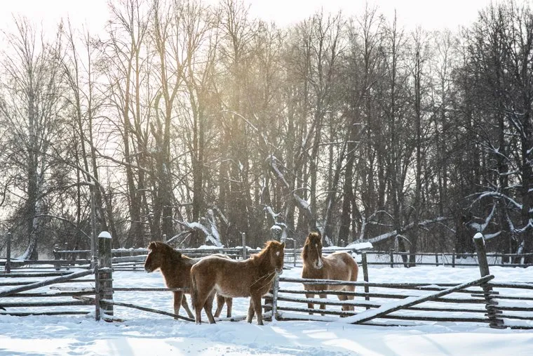 ЗаболотьеТюменская область., лошади, кони, зима
