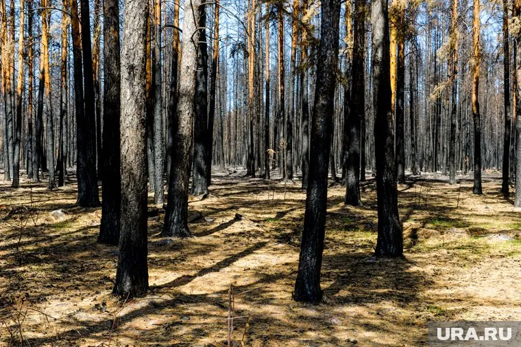 По данным поисковиков мужчина не смог выбраться из леса