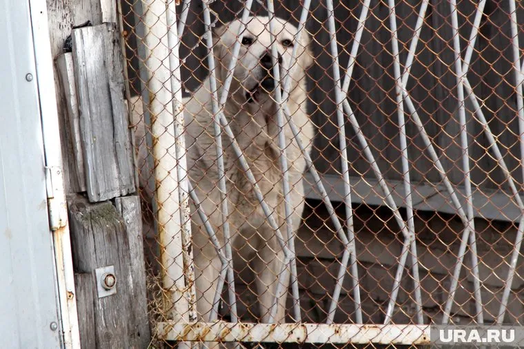 Обратно в питомник вернулись только восемь собак