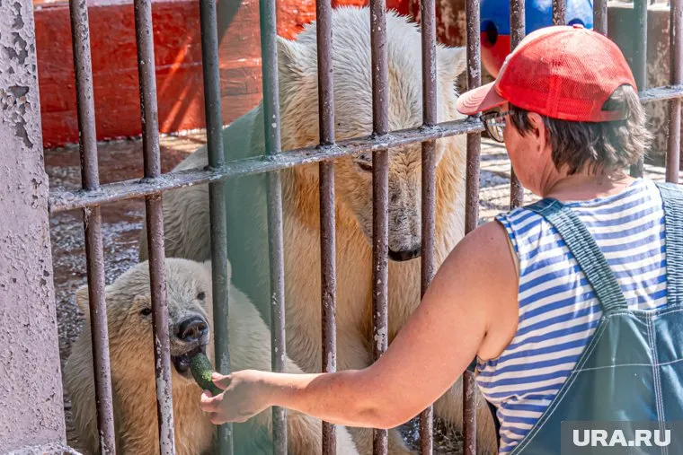 Медвежонка Парму готовят к переезду