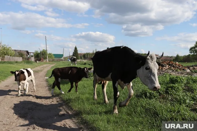 В Петуховском районе ежегодно крадут скот