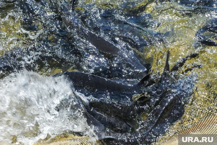 Браконьеры из ХМАО пойдут под суд за вылов сибирского осетра