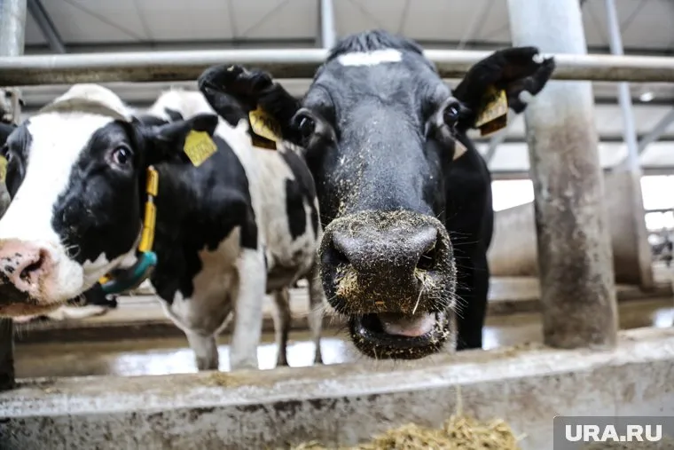 Для проведения импортозамещения «Тюменские молочные фермы» получили поддержку «Сколково»