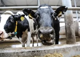 Тюменский молочный гигант откажется от импортного оборудования