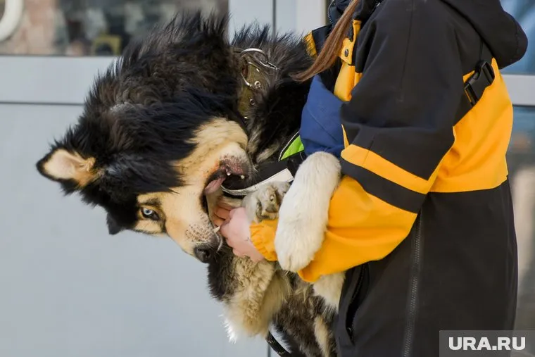 Животных может начать защищать еще одно учреждение