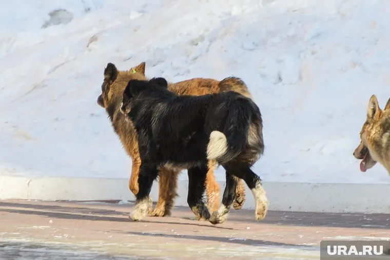 В ЯНАО безнадзорные собаки представляют угрозу для жителей
