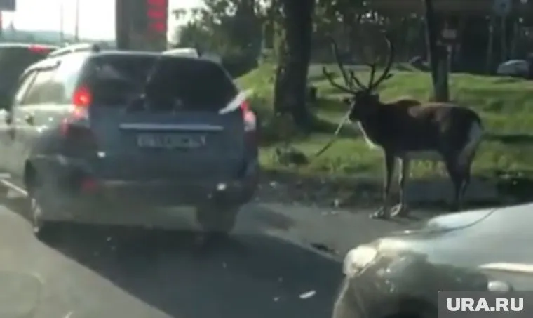 Оленя заставили бежать рядом с автомобилем