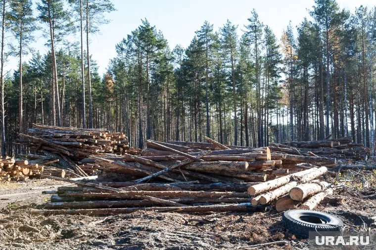 Троим жителям ХМАО предъявлено обвинение в незаконной вырубке леса