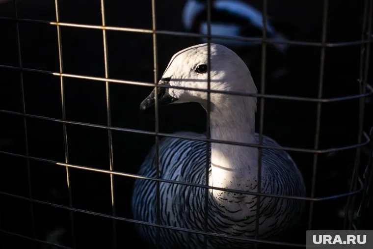 Утиный бизнес довел предпринимателя до уголовного дела