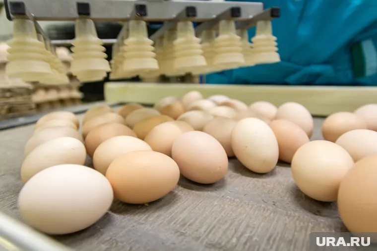 В Европе на аукцион выставили куриное яйцо