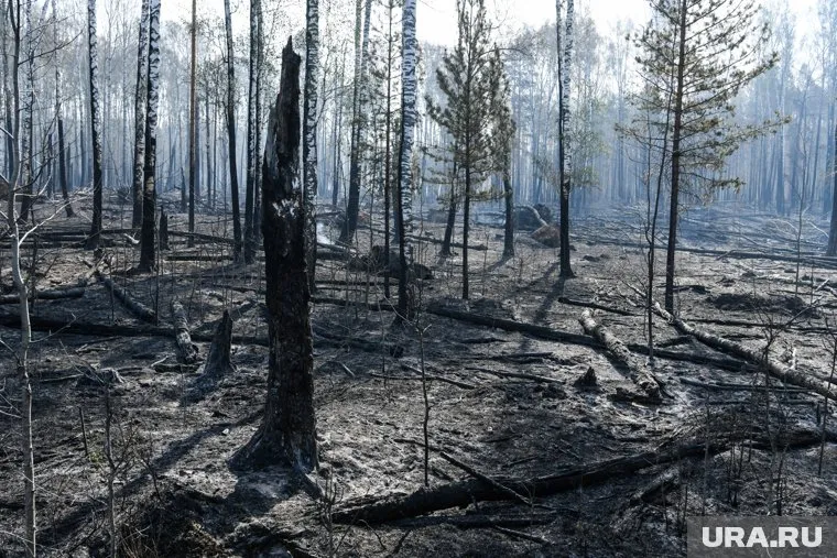 Для предъявления обвинений в лесных пожарах должна быть создана независимая экспертиза, отметила Елена Есина