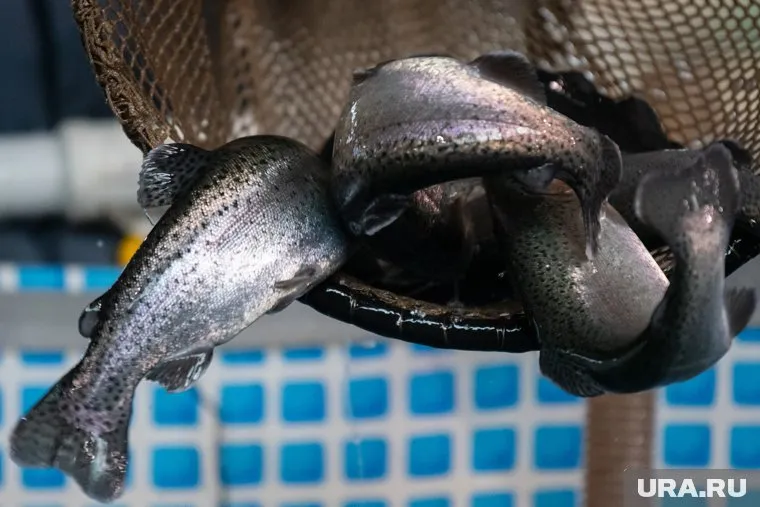 Ограничения на поставку рыбы, вероятно, войдут в новый пакет европейских санкций