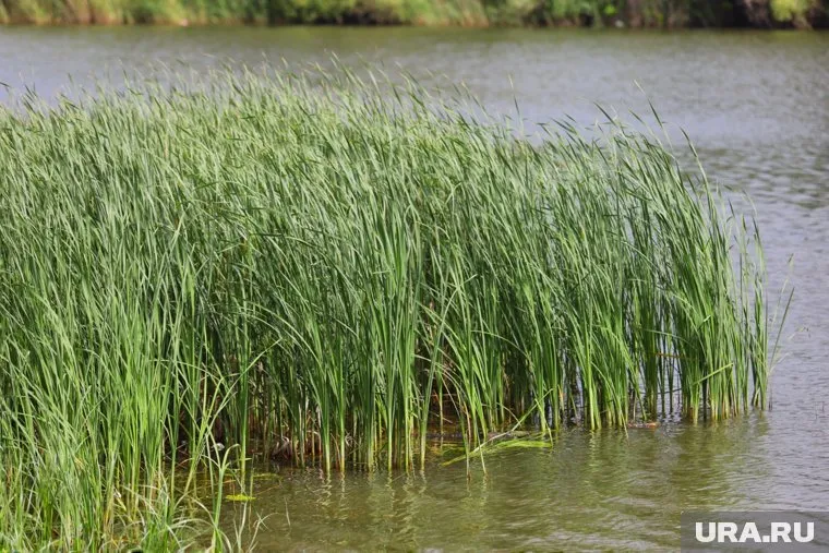 Труп юноши нашли на озере Смолино