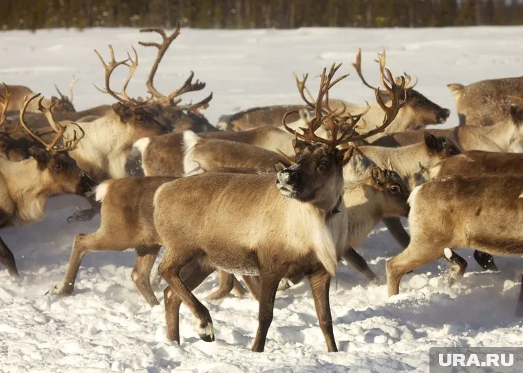 По официальным данным, погибло более тысячи животных. Неофициально — вдвое больше