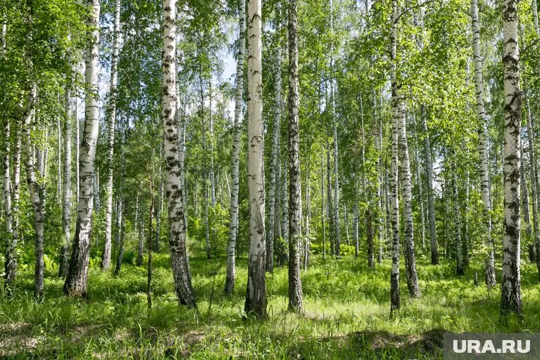 Концентрация пыльцы снизится лишь 3 июня