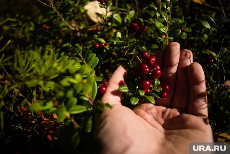 На предприятии будут перерабатывать дикоросы и ягоды